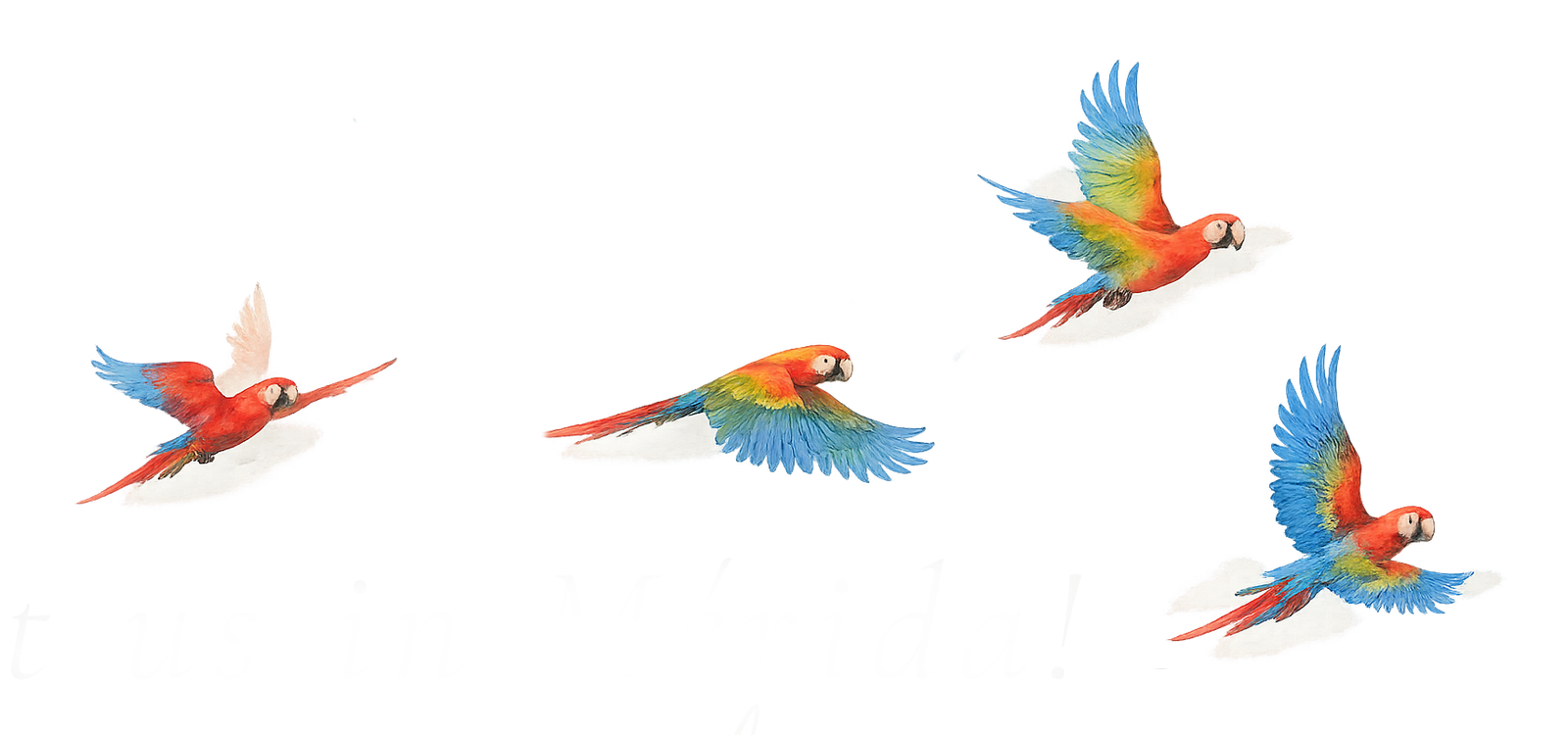 guacamayas.png